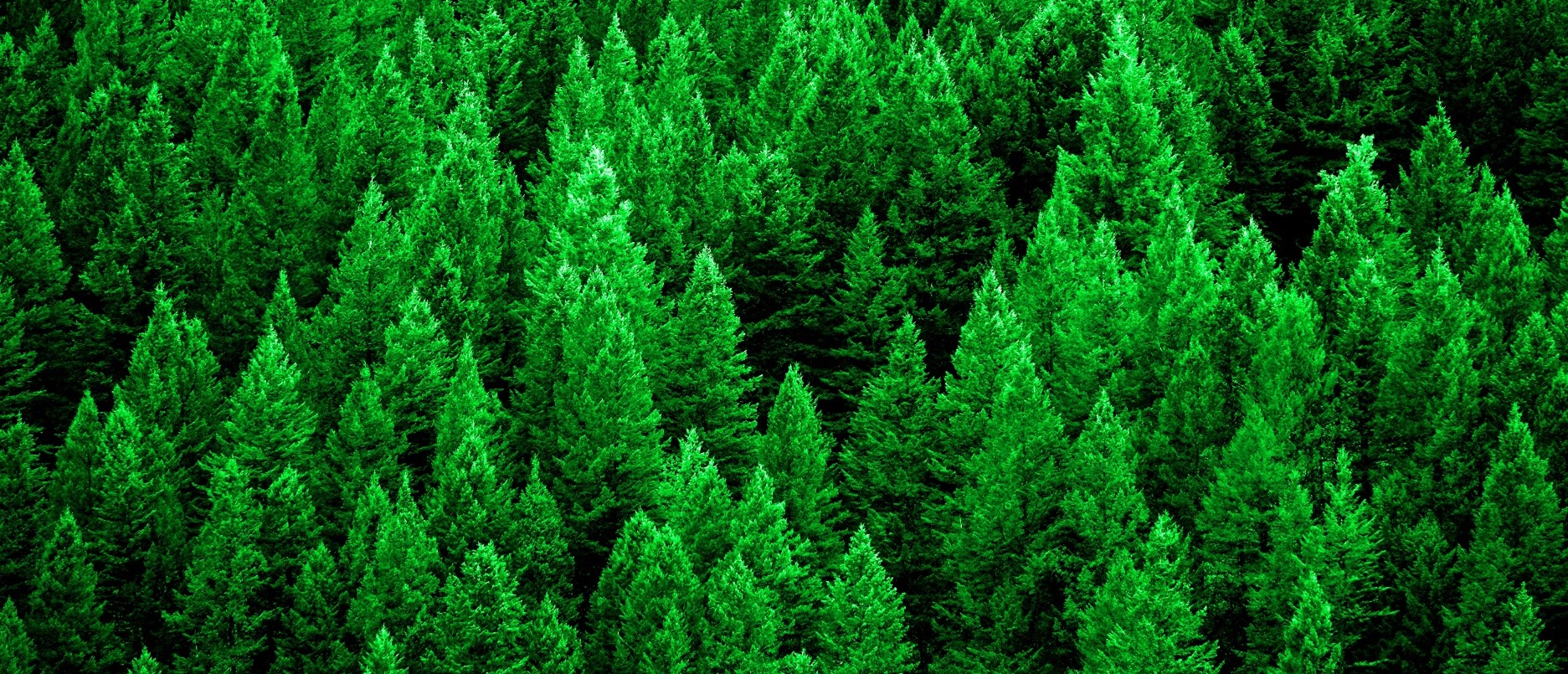 A Forest